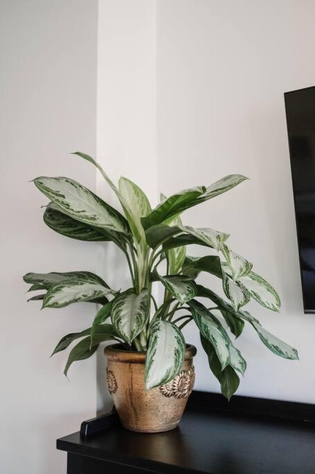 Apartament Planty 16c